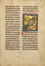 Ein Pfau